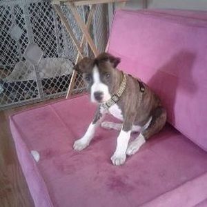 Meet your Posher, Susan